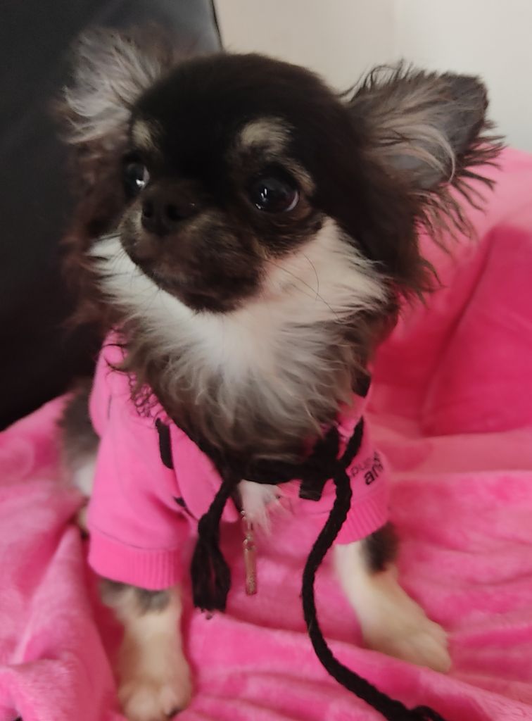Little Miss Sunshine - Chiot disponible  - Chihuahua