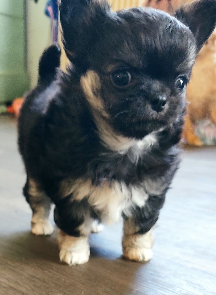 chiot Chihuahua Little Miss Sunshine